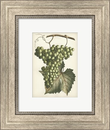 Framed Green Grapes II Print