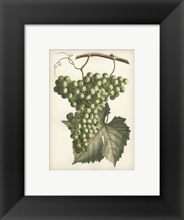 Framed Green Grapes II Print