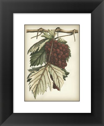 Framed Red Grapes I Print