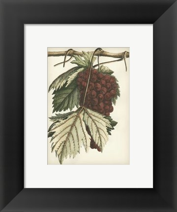 Framed Red Grapes I Print