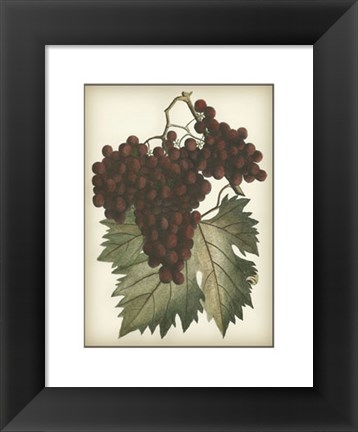 Framed Red Grapes II Print