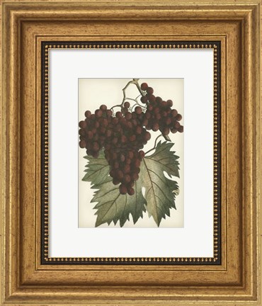 Framed Red Grapes II Print