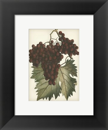 Framed Red Grapes II Print