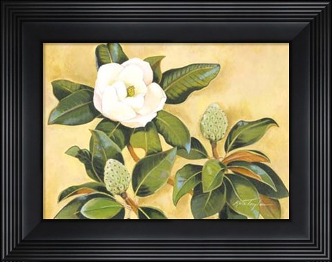 Framed Southern Magnolia II Print