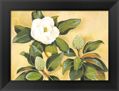 Framed Southern Magnolia II Print