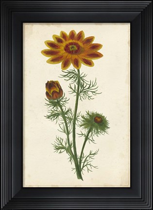 Framed Vibrant Curtis Botanicals I Print