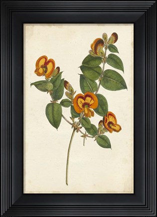 Framed Vibrant Curtis Botanicals II Print