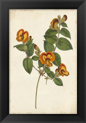 Framed Vibrant Curtis Botanicals II Print