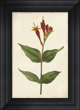 Framed Vibrant Curtis Botanicals III Print