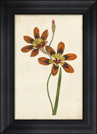 Framed Vibrant Curtis Botanicals IV Print