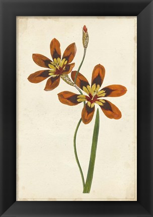 Framed Vibrant Curtis Botanicals IV Print