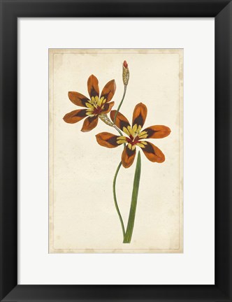 Framed Vibrant Curtis Botanicals IV Print