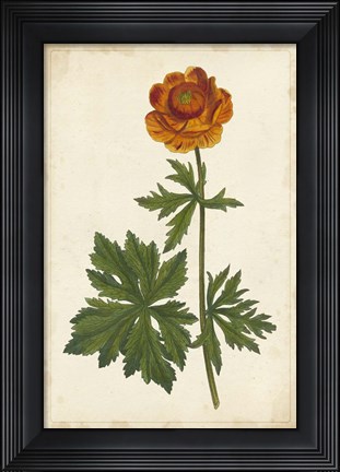 Framed Vibrant Curtis Botanicals V Print