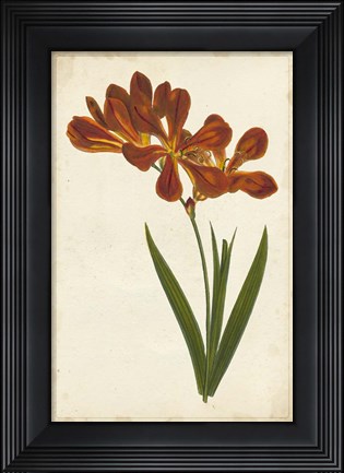 Framed Vibrant Curtis Botanicals VI Print