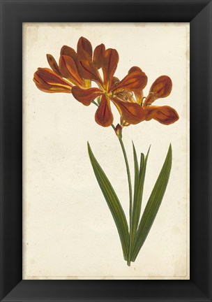 Framed Vibrant Curtis Botanicals VI Print