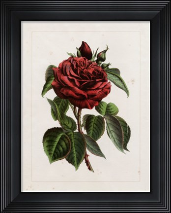 Framed Van Houtteano Rose I Print