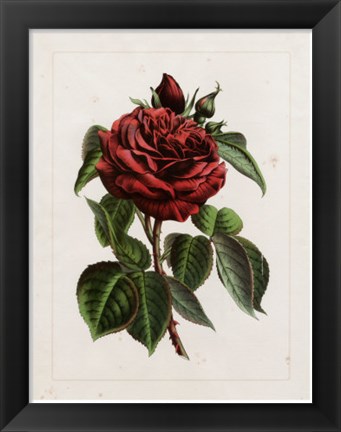 Framed Van Houtteano Rose I Print