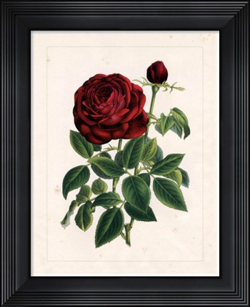 Framed Van Houtteano Rose II Print