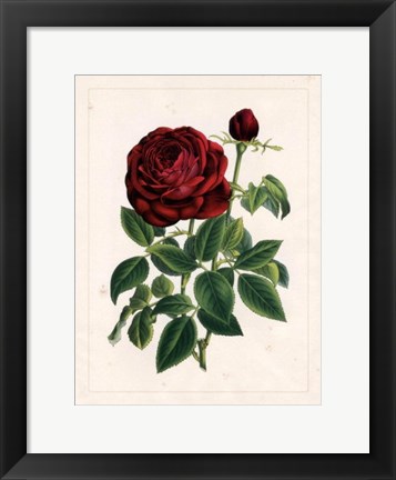 Framed Van Houtteano Rose II Print