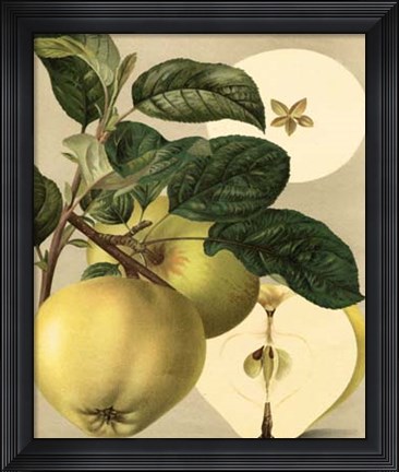 Framed Apple Harvest I Print