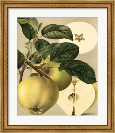 Framed Apple Harvest I Print