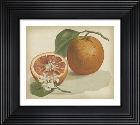 Framed Orange Study I Print