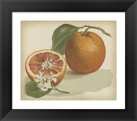 Framed Orange Study I Print