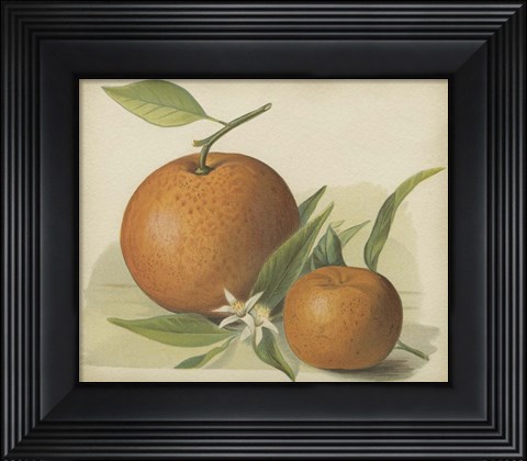 Framed Orange Study II Print