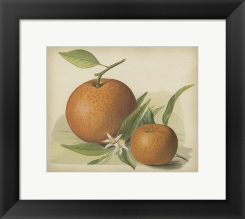 Framed Orange Study II Print