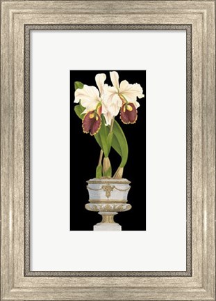 Framed Orchids in Silver I Print