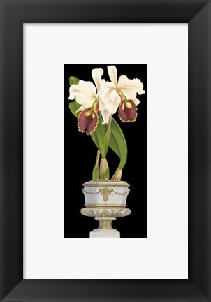 Framed Orchids in Silver I Print