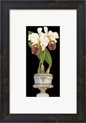 Framed Orchids in Silver I Print