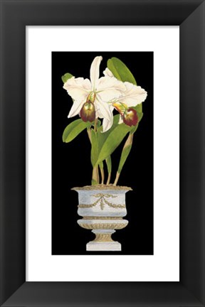 Framed Orchids in Silver II Print