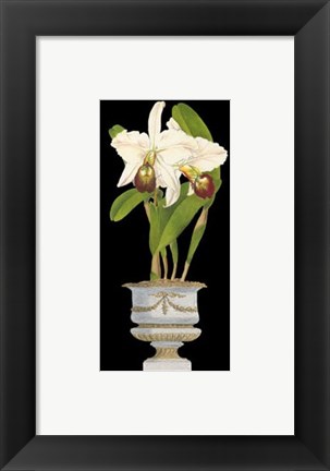 Framed Orchids in Silver II Print