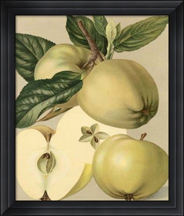 Framed Apple Harvest II Print