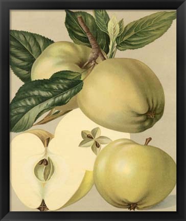 Framed Apple Harvest II Print