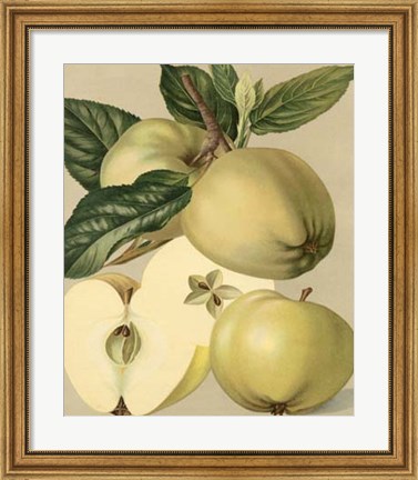 Framed Apple Harvest II Print