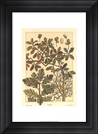 Framed Oak Tree Print