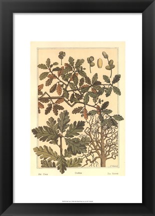 Framed Oak Tree Print