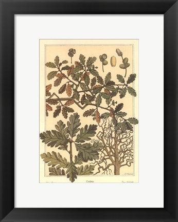 Framed Oak Tree Print