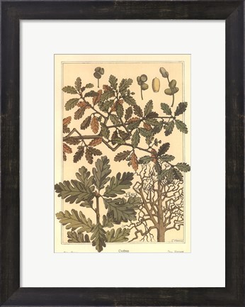 Framed Oak Tree Print