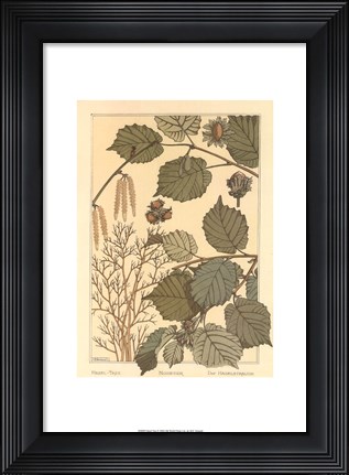 Framed Hazel Tree Print