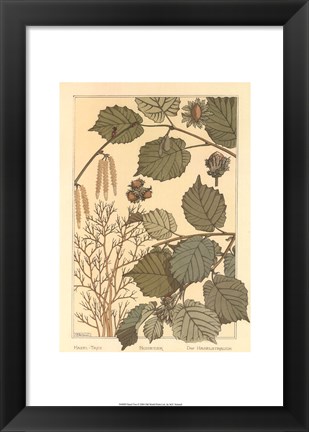 Framed Hazel Tree Print