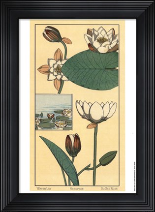 Framed Water Lily I Print