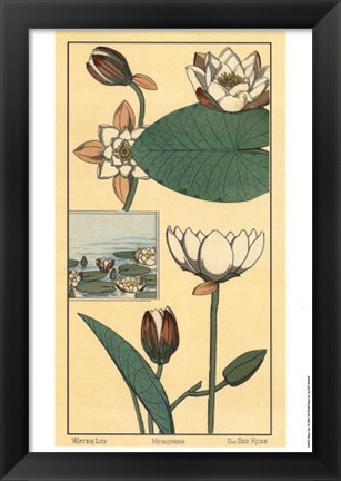 Framed Water Lily I Print