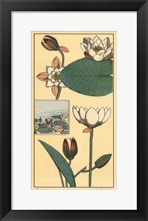 Framed Water Lily I Print