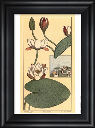 Framed Water Lily II Print