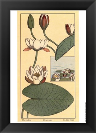 Framed Water Lily II Print