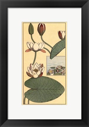 Framed Water Lily II Print