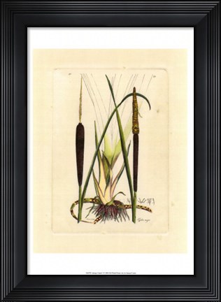 Framed Antique Cattail I Print